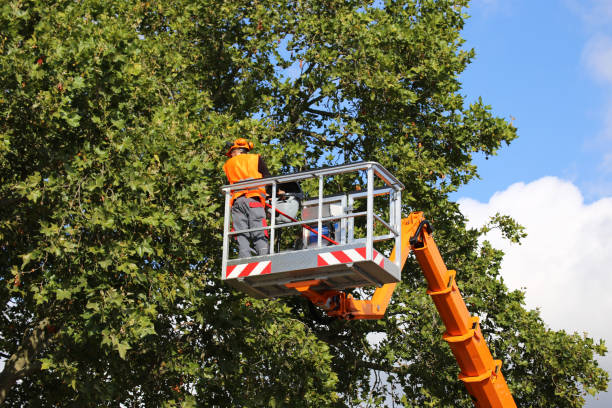 Best Tree Care Services  in Auburn, KS